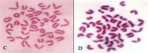 Metaphase Of Mouse Bone Marrow Cells Showing Normal Chromosomes A