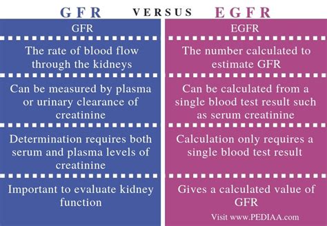 What Is The Difference Between Gfr And Egfr Pediaacom