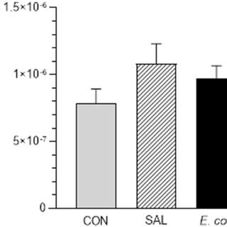 The protein expression of calcitonin receptor-like receptor (CLR) in ...