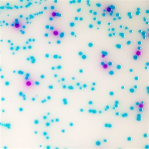 Chromogenic Salmonella Agar Biolife Cromogeni