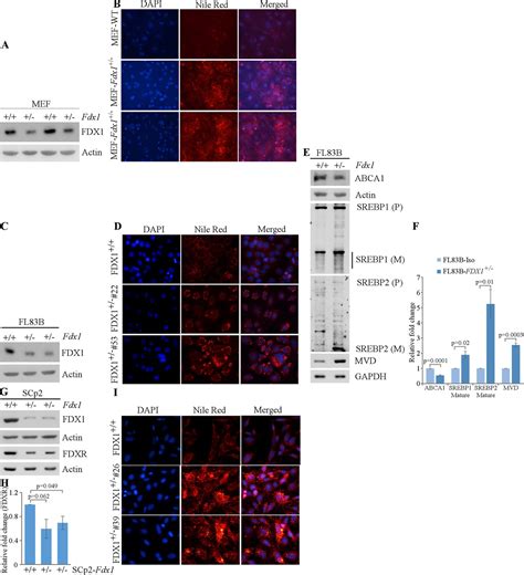 Figures and data in Ferredoxin 1 is essential for embryonic development ...