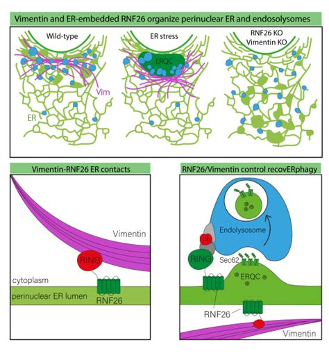 Rnf Binds Perinuclear Vimentin Filaments To Integrate Er And