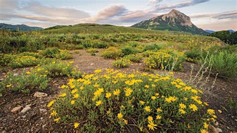 A Guide To Colorados Spectacular Wildflower Season 5280