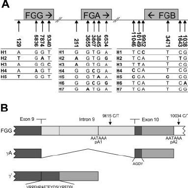 Frequency Distributions Of Haplotypes Of The FGG FGA And FGB Genes In