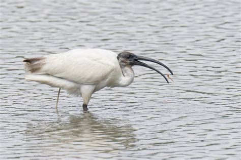 Black-headed Ibis – Birds of Singapore