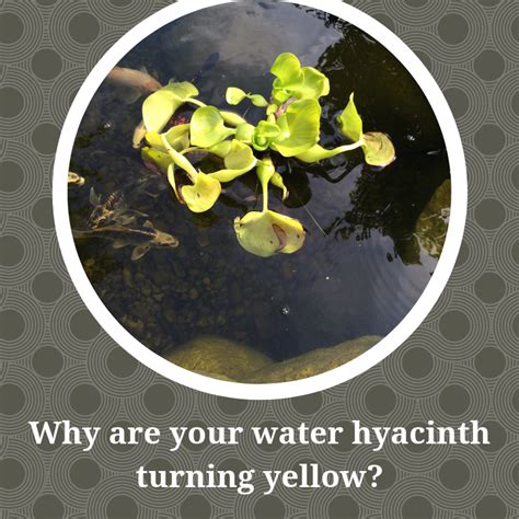 Water Hyacinth