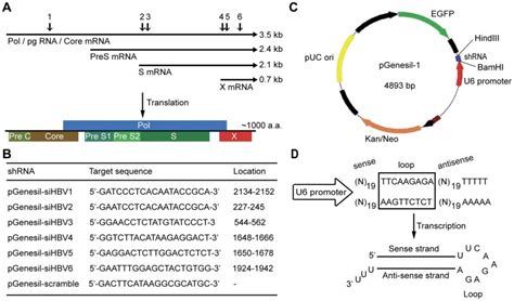 A Six Target Sequences For Generating ShRNAs Are Selected From The