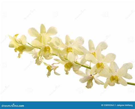 White dendrobium orchid stock photo. Image of orchid - 23893264