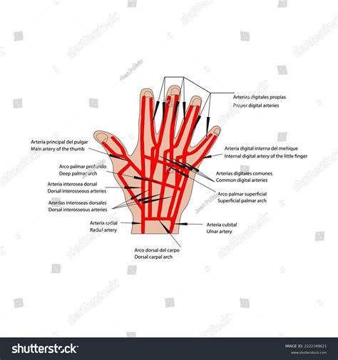 Main Artery Thumb Deep Palmar Arch Stock Vector Royalty Free