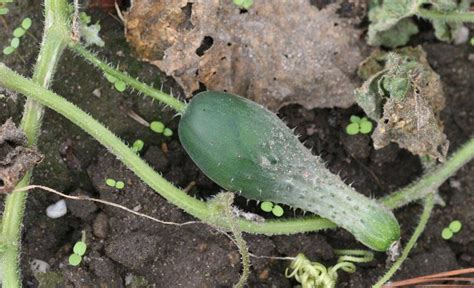 Types Of Pests And Diseases In Cucumber Plants And How To Address Them