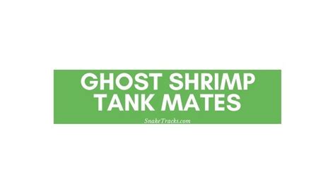 Ghost Shrimp Tank Mates (16 Options) - SnakeTracks.com