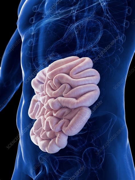 Male Small Intestine Illustration Stock Image F Science