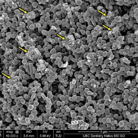 Biofilm Under Microscope