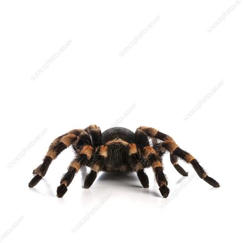 Mexican redknee tarantula - Stock Image - F007/6537 - Science Photo Library