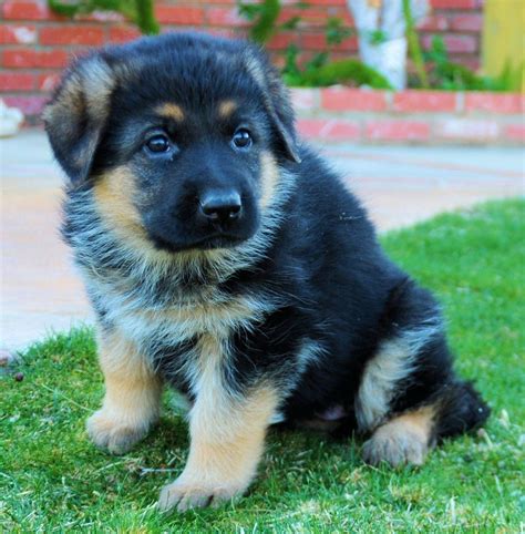 German Shepherd Puppies Uk Breeders - Pets Lovers