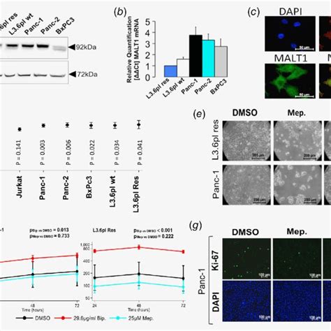 Mepazine Mep And Biperiden Bip Inhibit Malt1 Paracaspase Activity