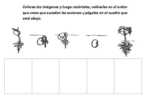 Fichas Para Aprender El Ciclo De Vida De Las Plantas