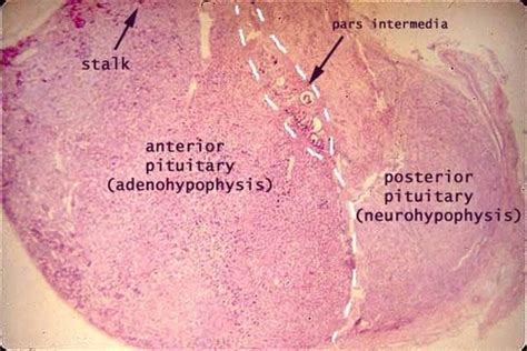 Anterior Pituitary Histology