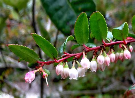 Huckleberry bushes – Mendonoma Sightings