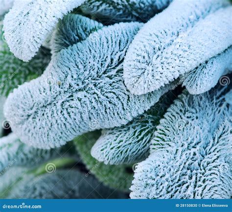 Frosty Leaves Stock Photo Image Of Frost Garden Freezing 28150830