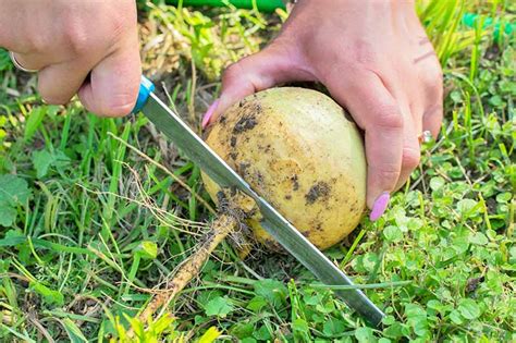 When And How To Harvest Turnips Gardeners Path