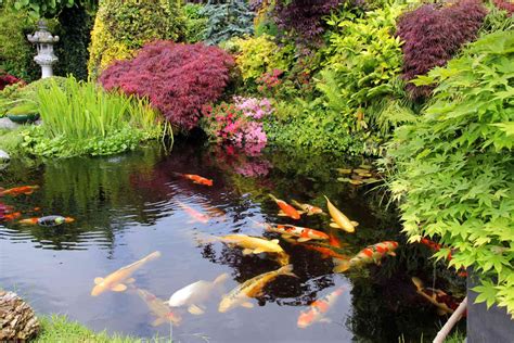 How Big Should a Koi Pond Be: Optimal Dimensions Unveiled