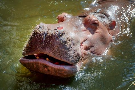 Premium Photo Angry Hippopotamus Hippopotamus Amphibius Charges The