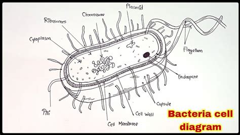 How to draw bacteria cell Diagram. | Cell diagram, Science drawing, Art ...