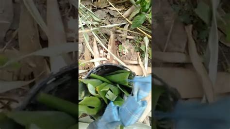 MANCING DI RAWA UMPAN ULAT DAUN PISANG YouTube