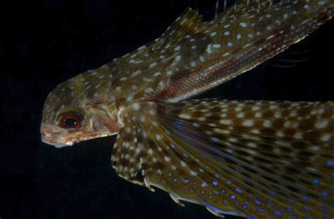 Flying gurnard (Dactylopterus volitans) • Mares - Scuba Diving Blog