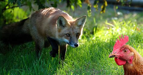 Comment Prot Ger Votre Poulailler Des Renards