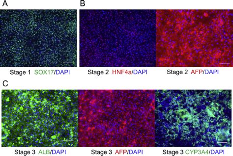 Immunostaining Analysis Demonstrated Hepatic Differentiation Of Hipscs Download Scientific