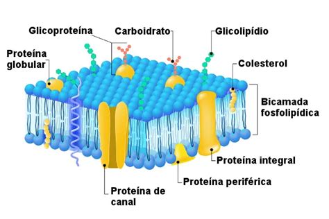 Membrana Plasm Tica Caracter Sticas E Resumo Mundo Educa O Cell