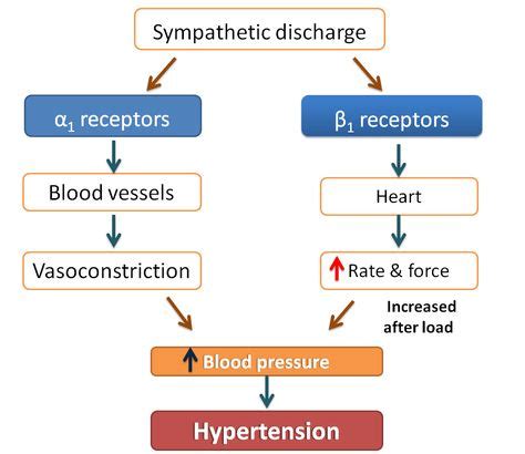 9 Best Alpha blocker ideas | alpha blocker, pharmacology nursing ...