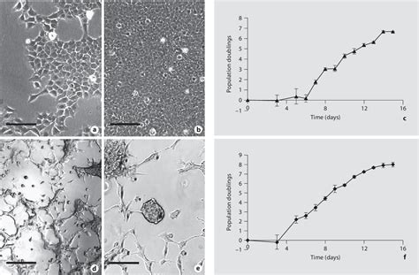 Figure From Two Clonal Cell Lines Of Immortalized Human Corneal