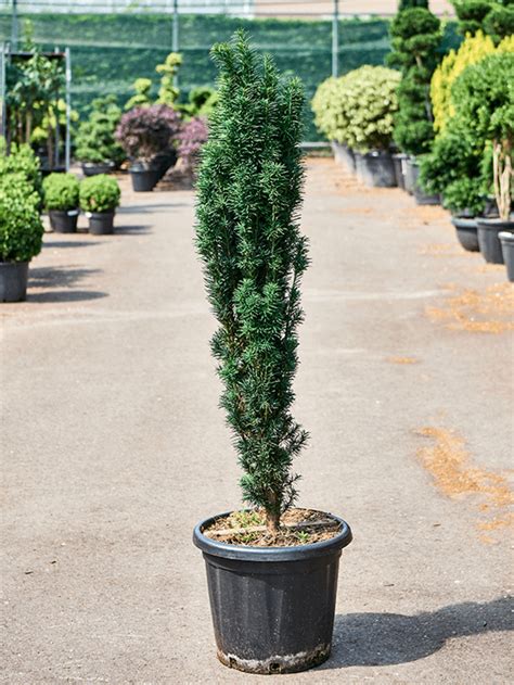 Taxus Baccata Fastigiata Robusta Bush Alpina