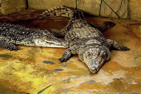 The deadliest crocodiles in the world Photograph by Bulat Bayzuldin ...