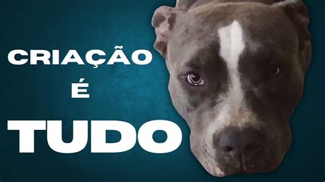 O Temperamento Do American Bully E Comportamento Canino Em Geral