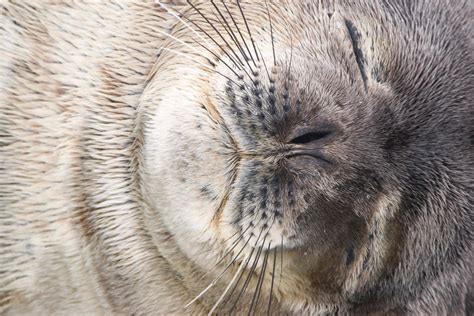 Antarctica Marine Mammals - Akademik Vavilov :: Expeditions Online