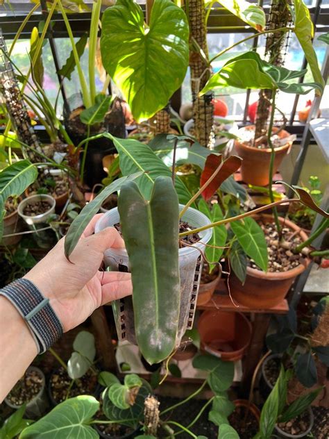 Philodendron Billietiae X Atabapoense Furniture Home Living