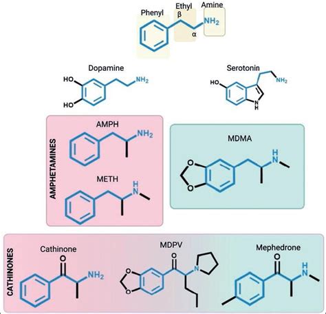 Amphetamine Type Stimulants Novel Insights Into Their Actions And Use