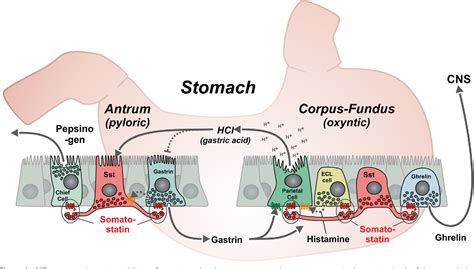 Figure From Transcriptional And Functional Characterization Of The G