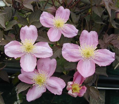 Clematis Montana Var Rubens Thompsons Plants Garden Centres