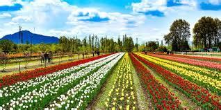 Srinagars Tulip Garden Asias Largest Set To Open On March Tehelka