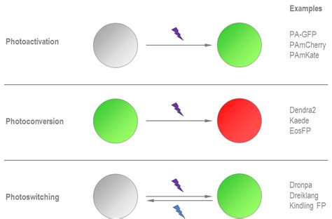 Photoactivatable Photoconvertible And Photoswitchable Fluorescent