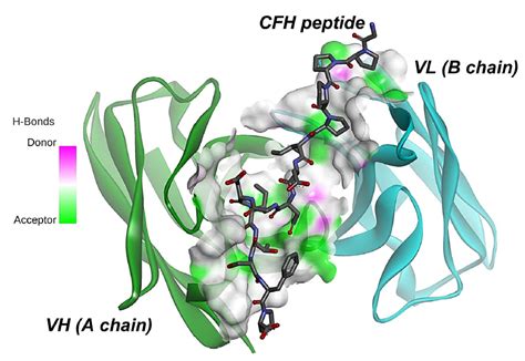 Ijms Free Full Text Molecular Docking And Molecular Dynamics Md