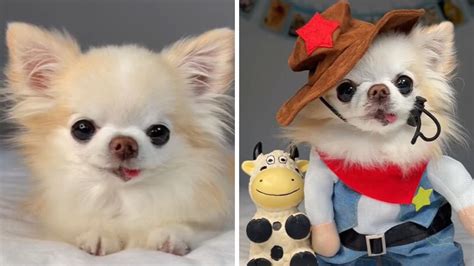 Conoce a Cedric el perrito Chihuahua más tierno de TikTok sus