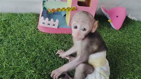 Baby Monkey Jojo Very Happy To Play Its Been Very Active Youtube