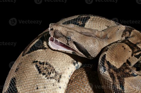 Ular Sanca or Malayopython reticulatus Snake 35642498 Stock Photo at ...