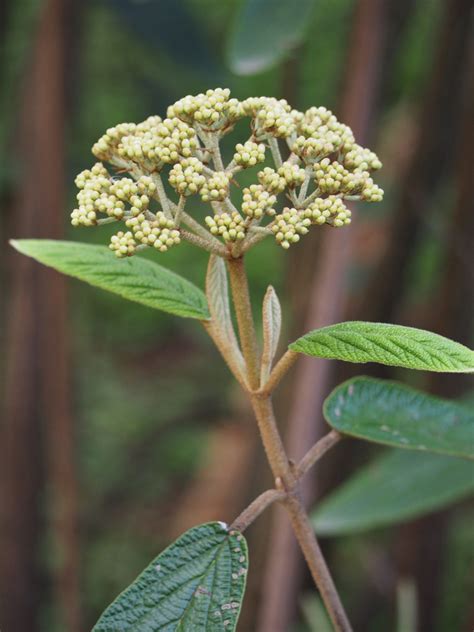 Viburnum rhytidophyllum (Leatherleaf Viburnum) | North Carolina Extension Gardener Plant Toolbox